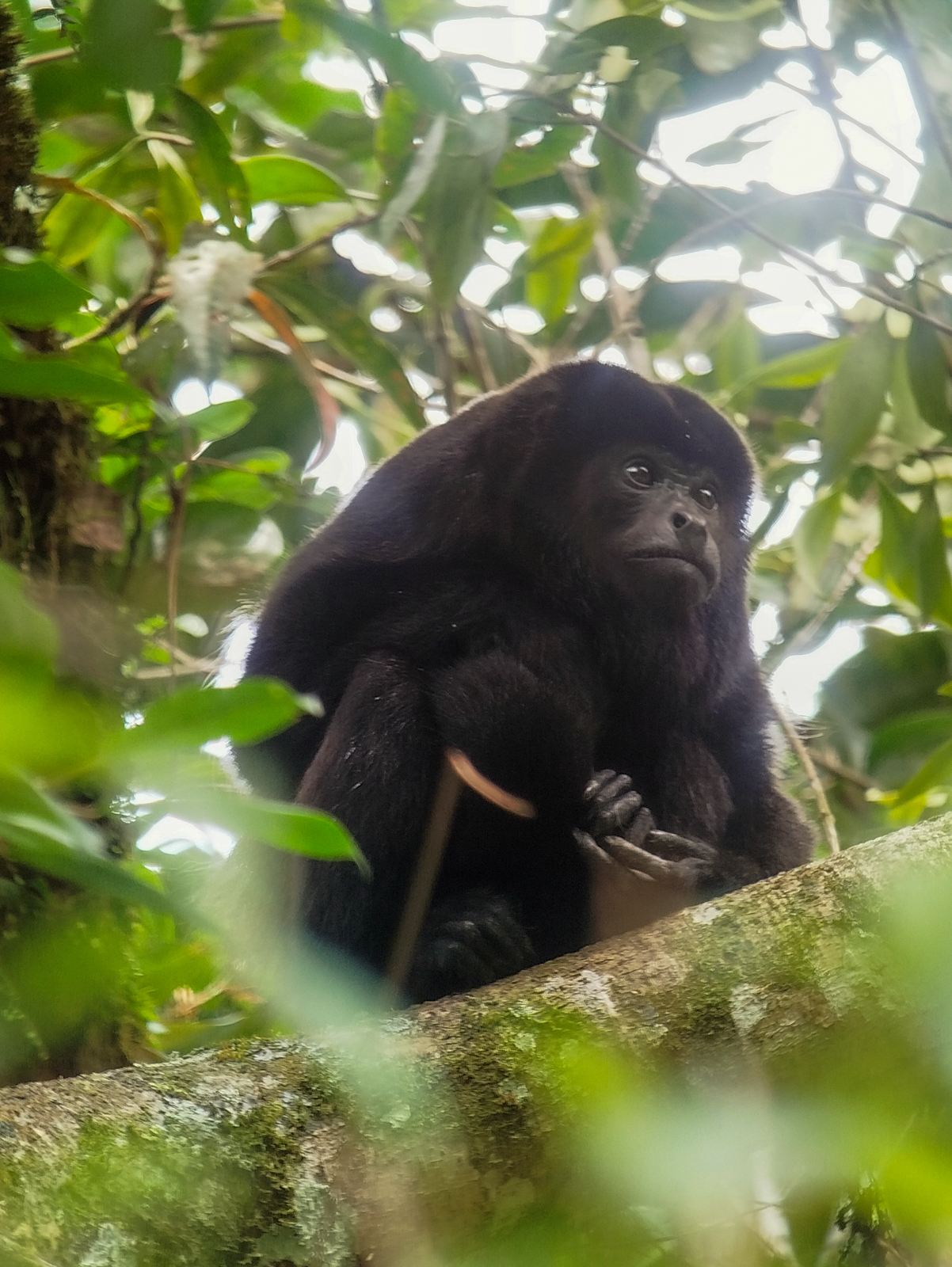 Mantled Howler Monkey
