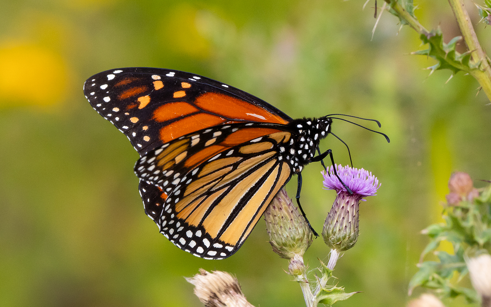Monarch Butterfly