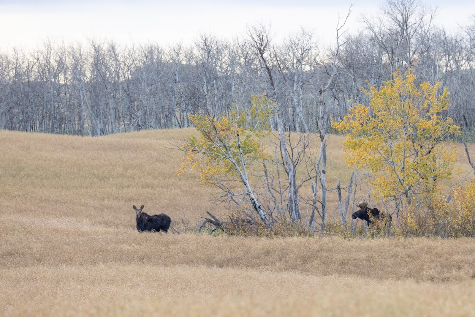 Moose pair