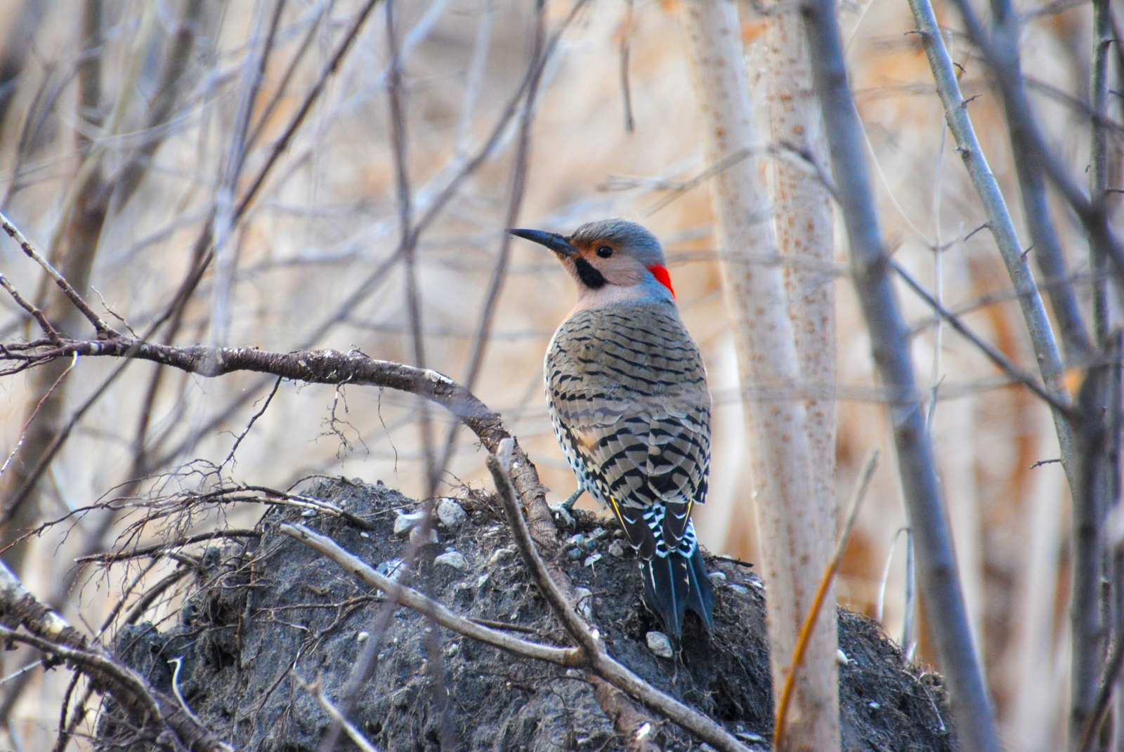 Northern Flicker