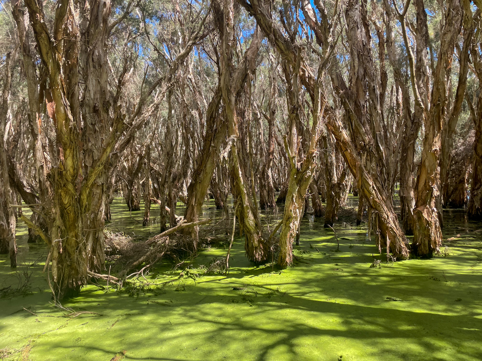 Paperbark Swamp