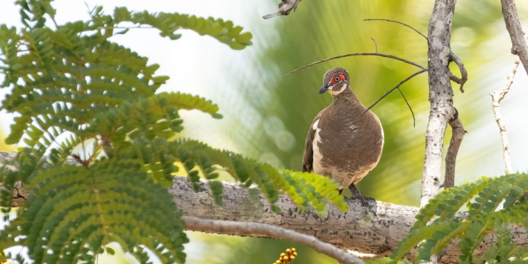 Tropical Australia Trip Report (Sep 30 - Oct 8, 2025)