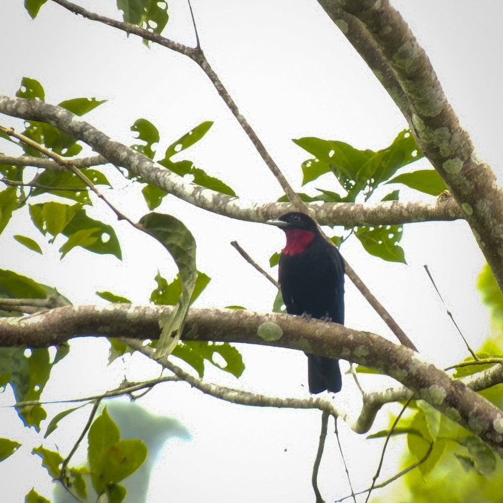Purple-throated Fruitcrow