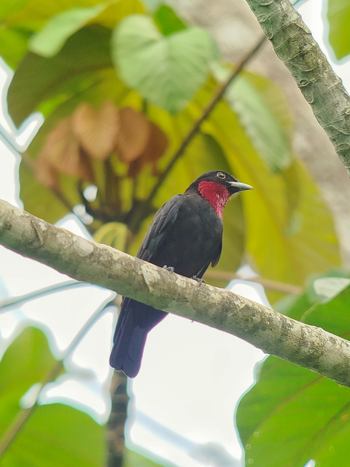 Purple-throated Fruitcrow