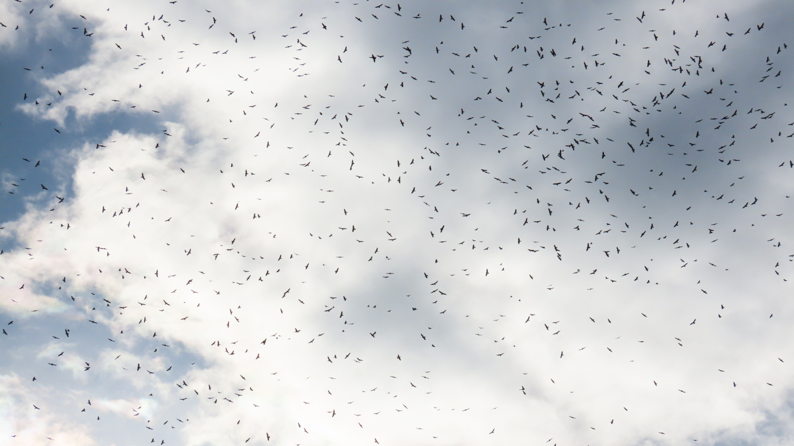 Raptor migration Costa Rica