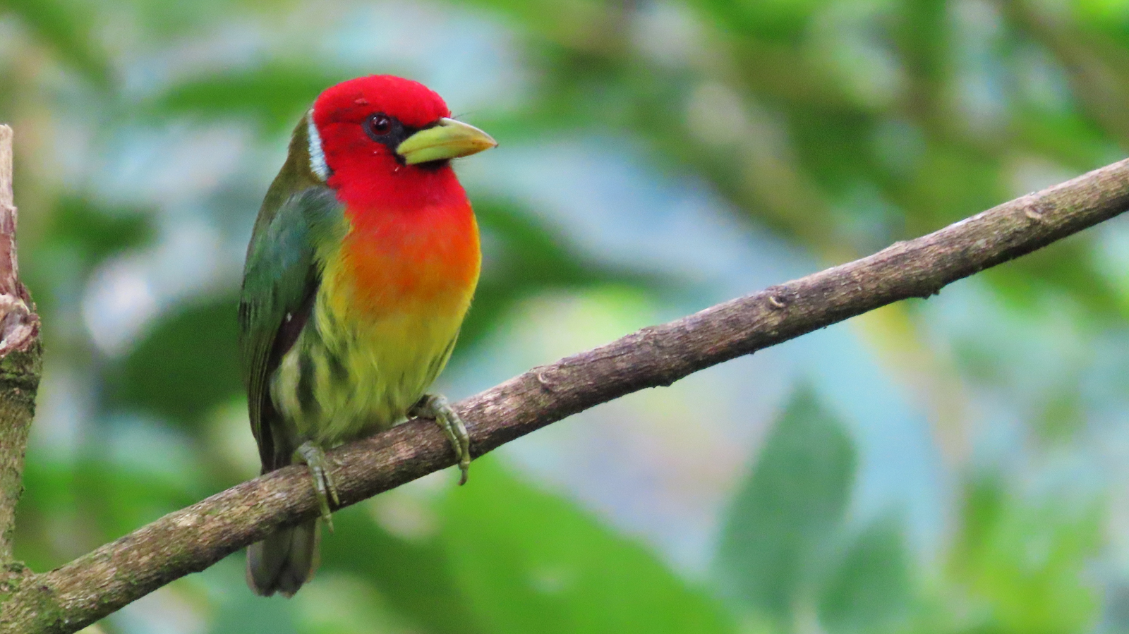 Red-headed Barbet