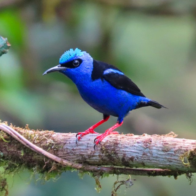 Red-legged Honeycreeper