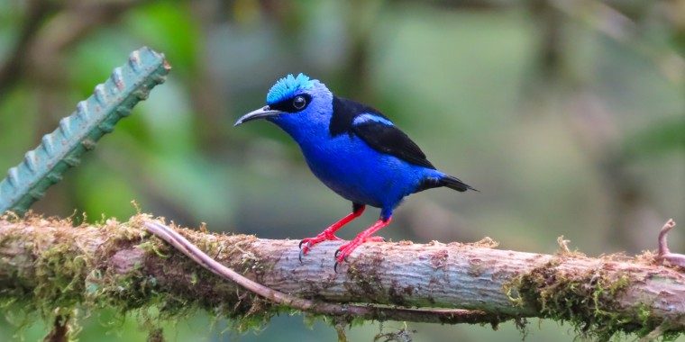 Costa Rica Caribbean Trip Report (Oct 19 - 30, 2025)