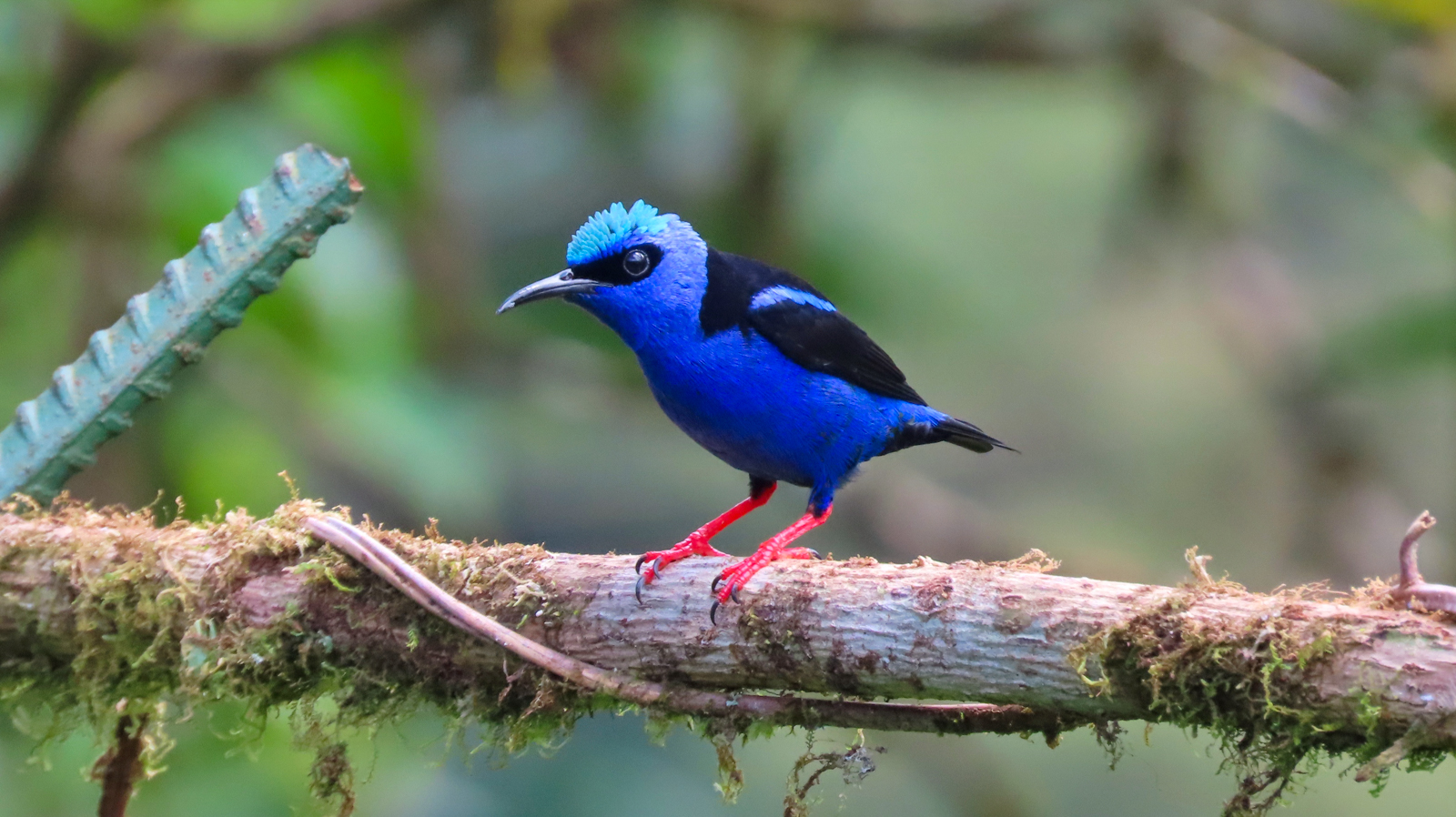 Red-legged Honeycreeper