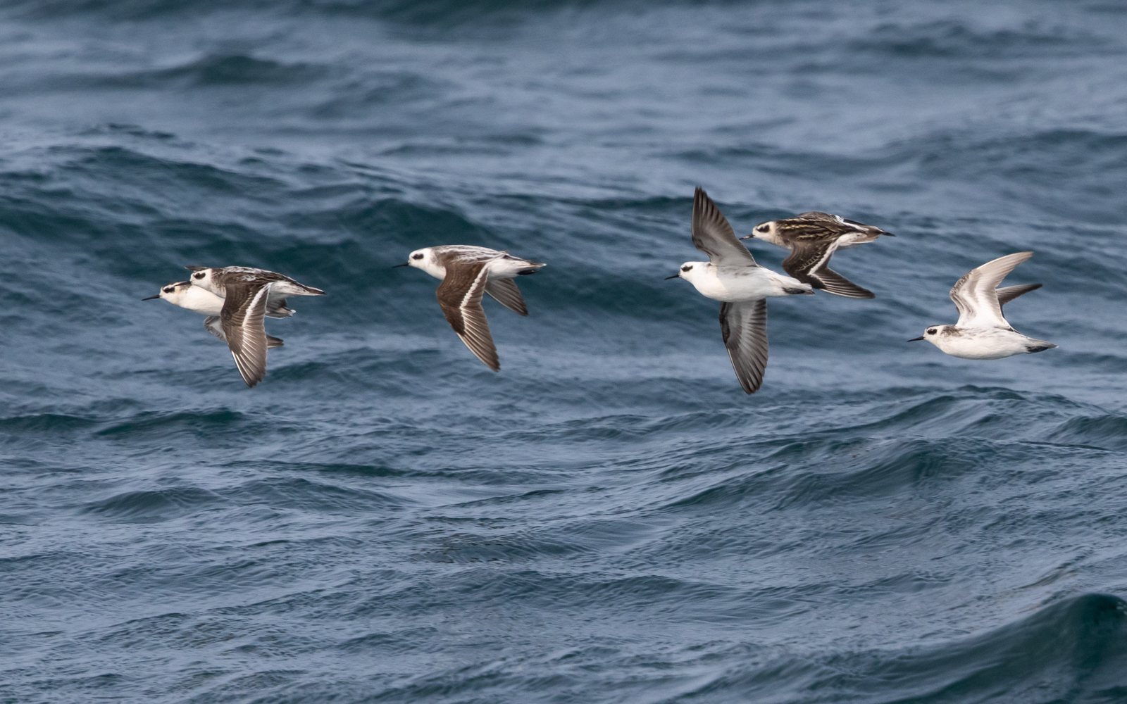 Red-necked Phalaropes
