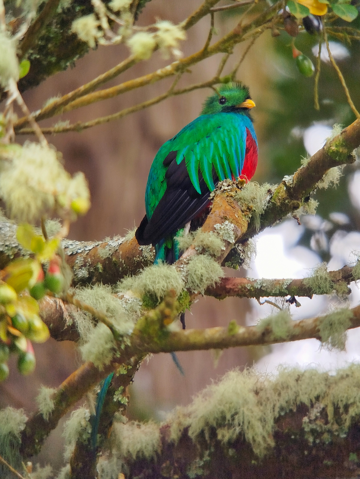 Resplendent Quetzal