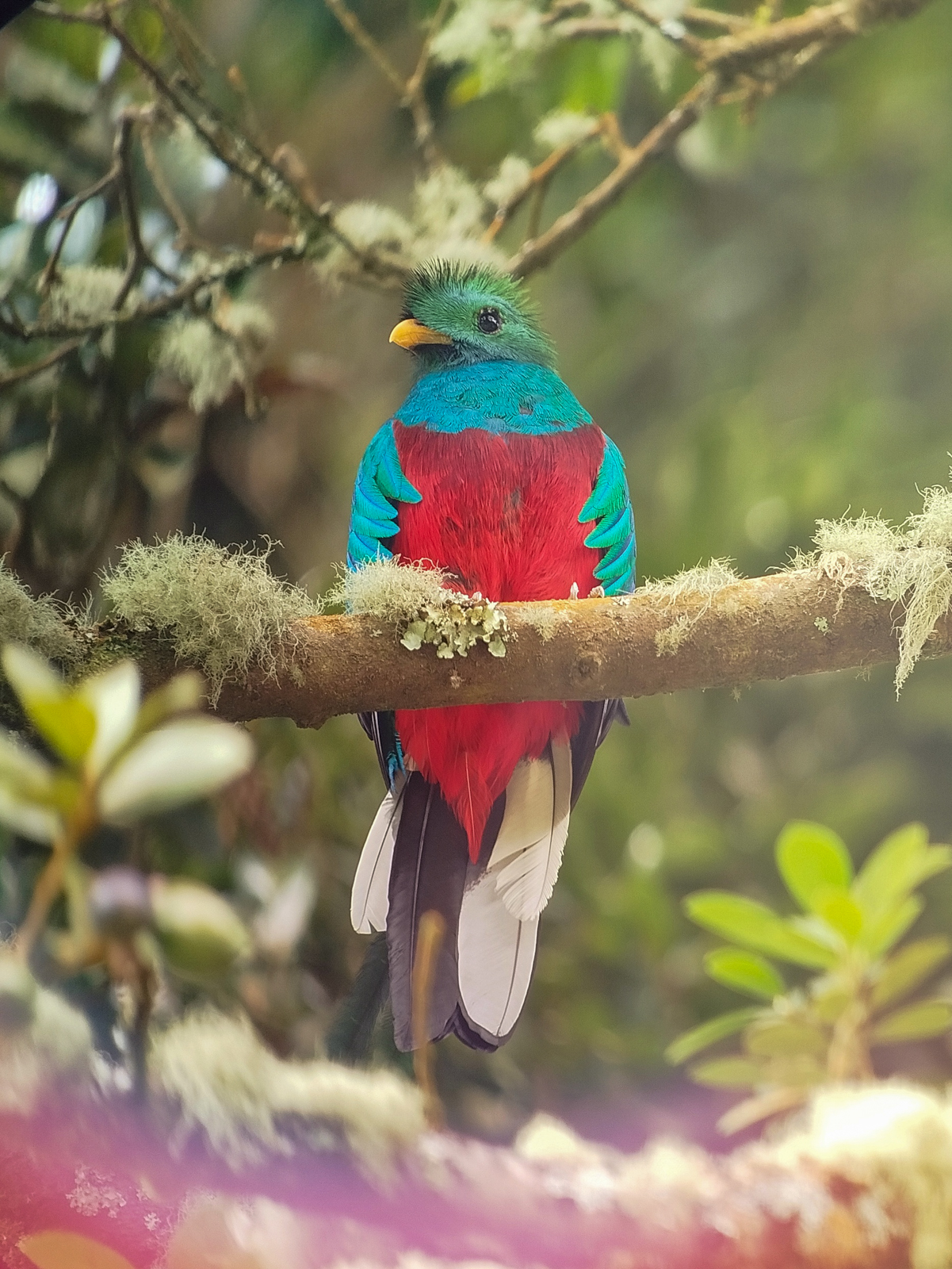 Resplendent Quetzal