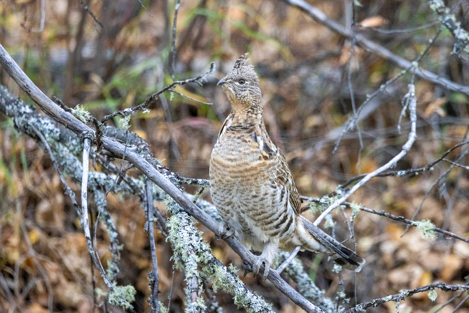 Ruffed Grouse