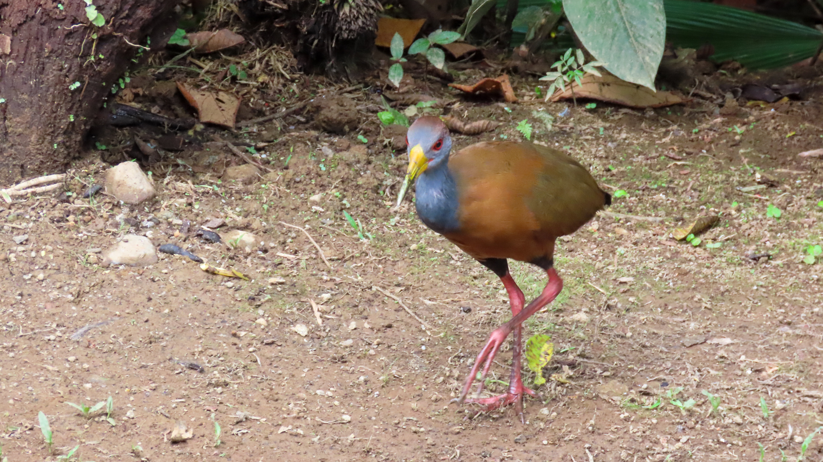 Russet-naped Woodrail