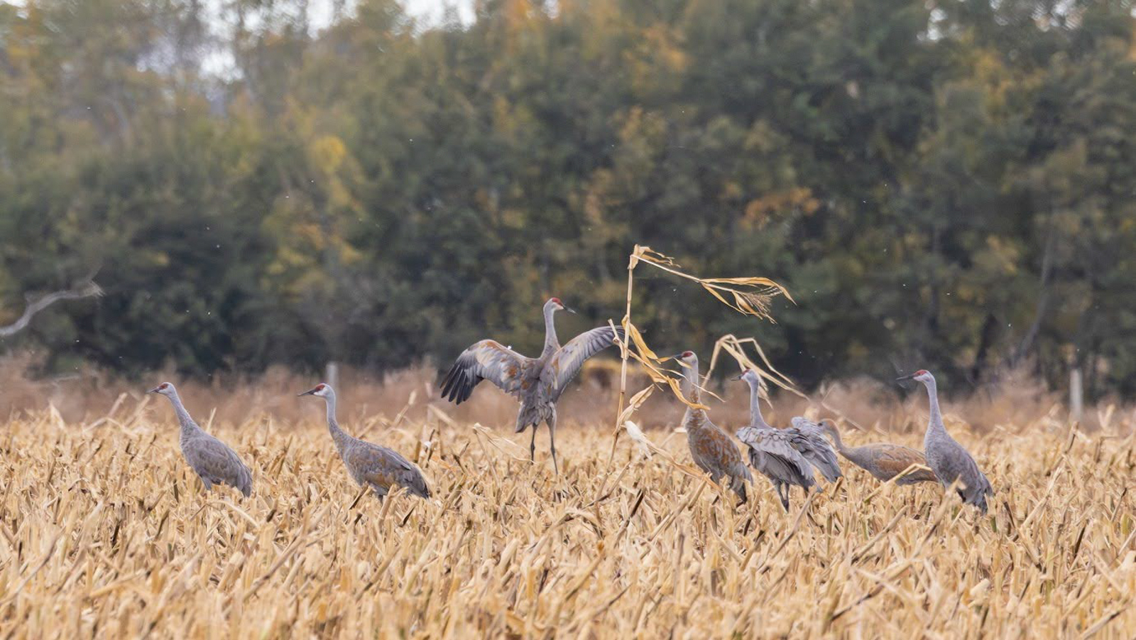 Sandhill Cranes