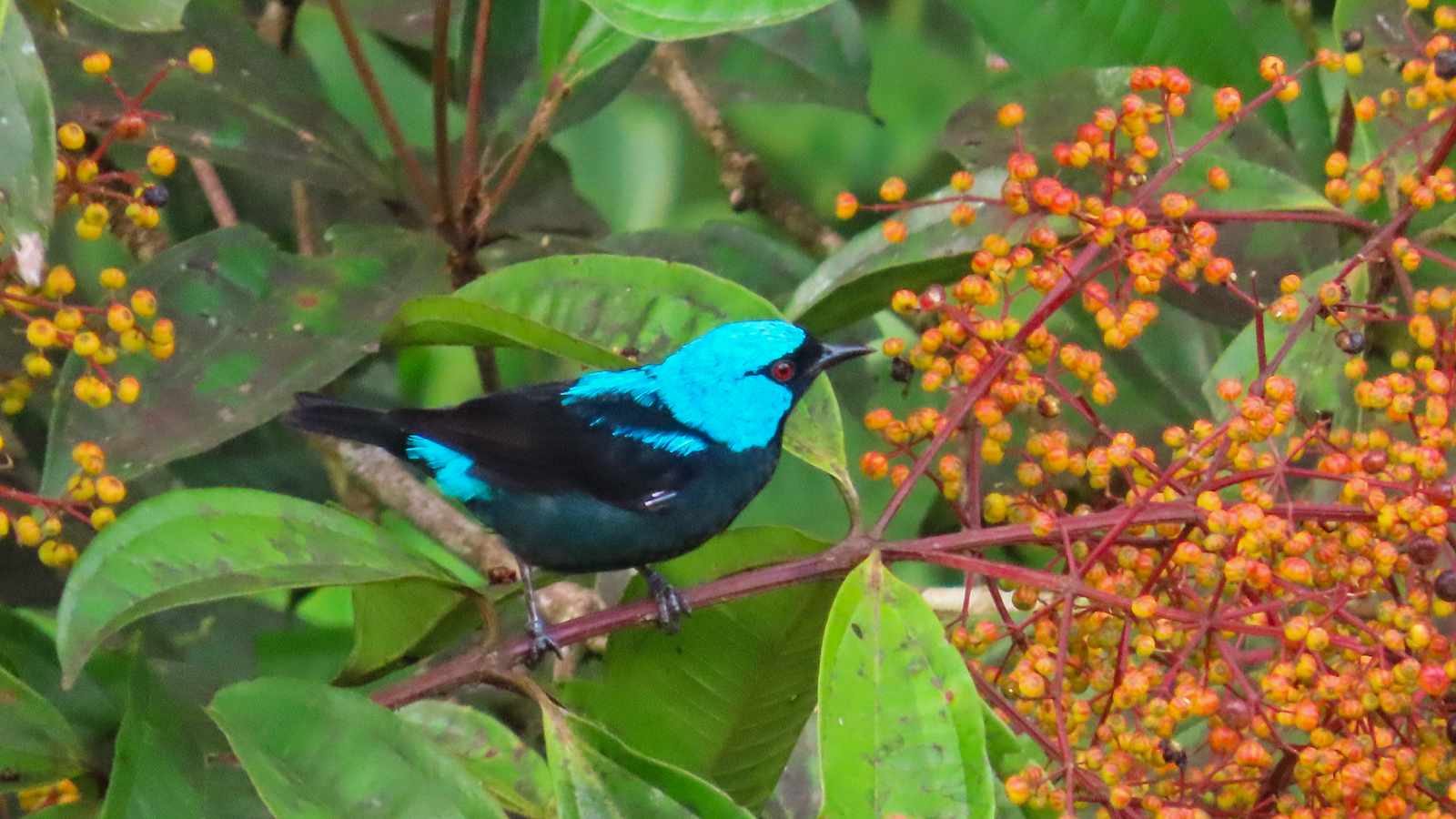 Scarlet-thighed Dacnis