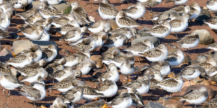 Nova Scotia Trip Report (Sep 2 - 11, 2025)