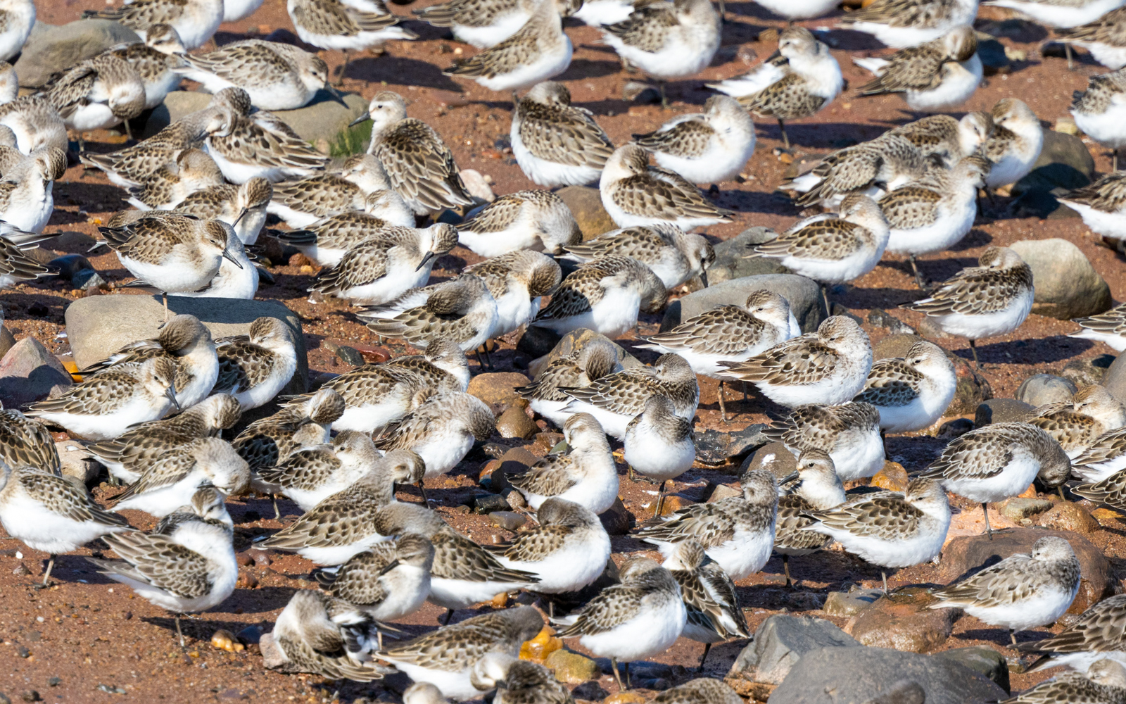 Semipalmated Sandpipers at high tide