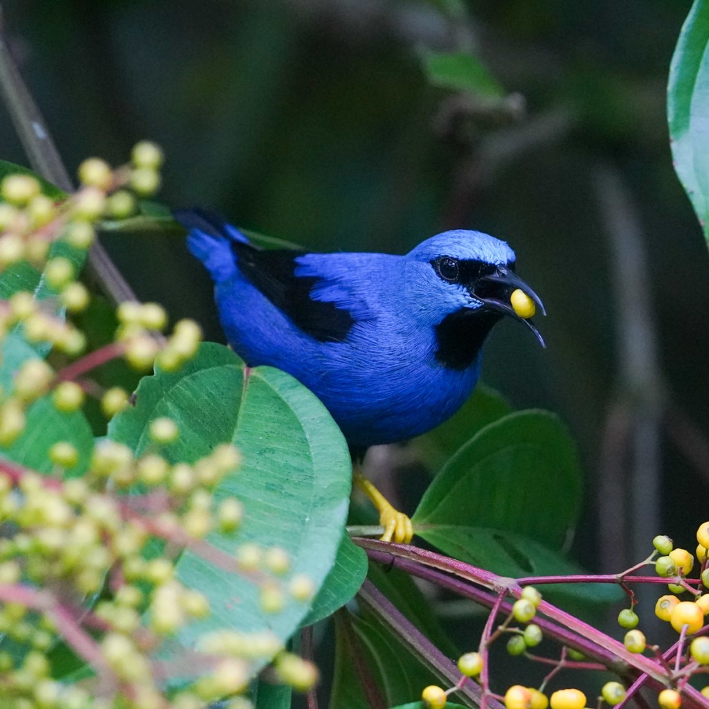 Shining Honeycreeper