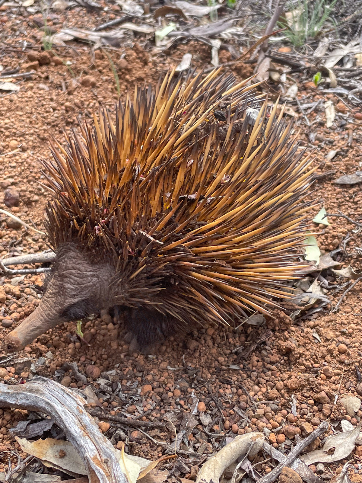 Short-beaked Echidna