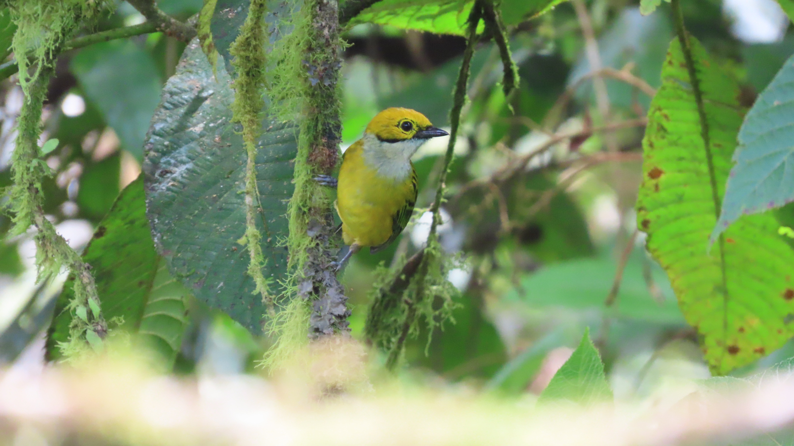 Silver-throated Tanager