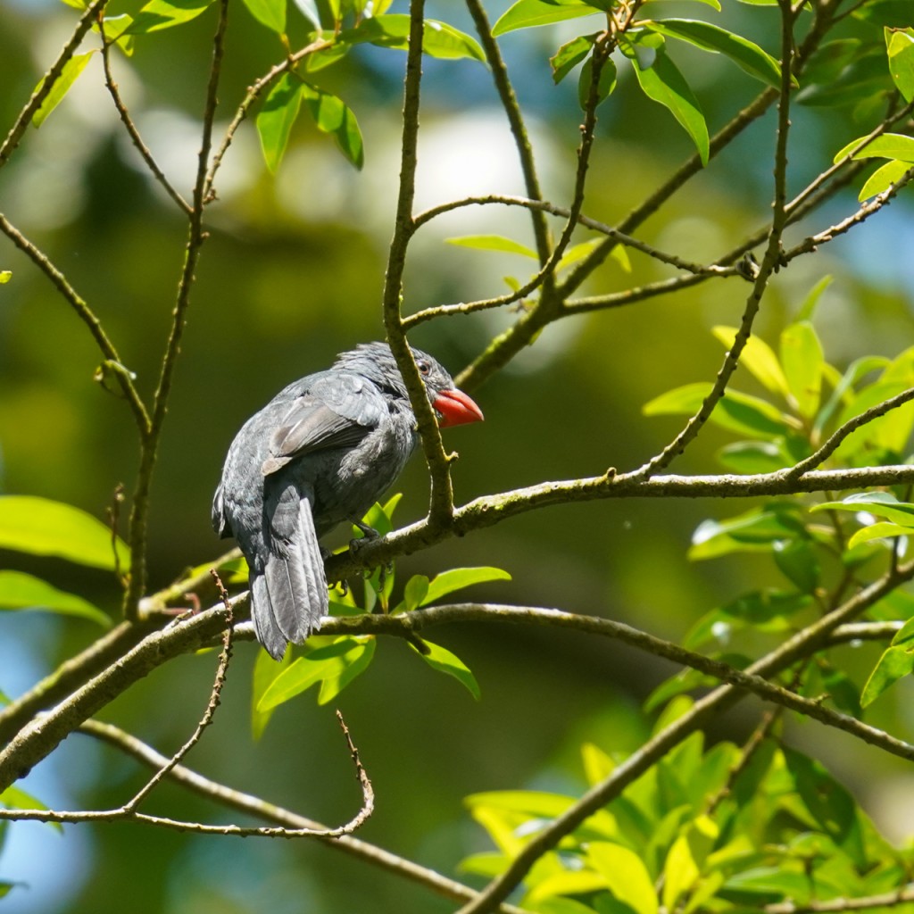 Slate-colored Grosbeak