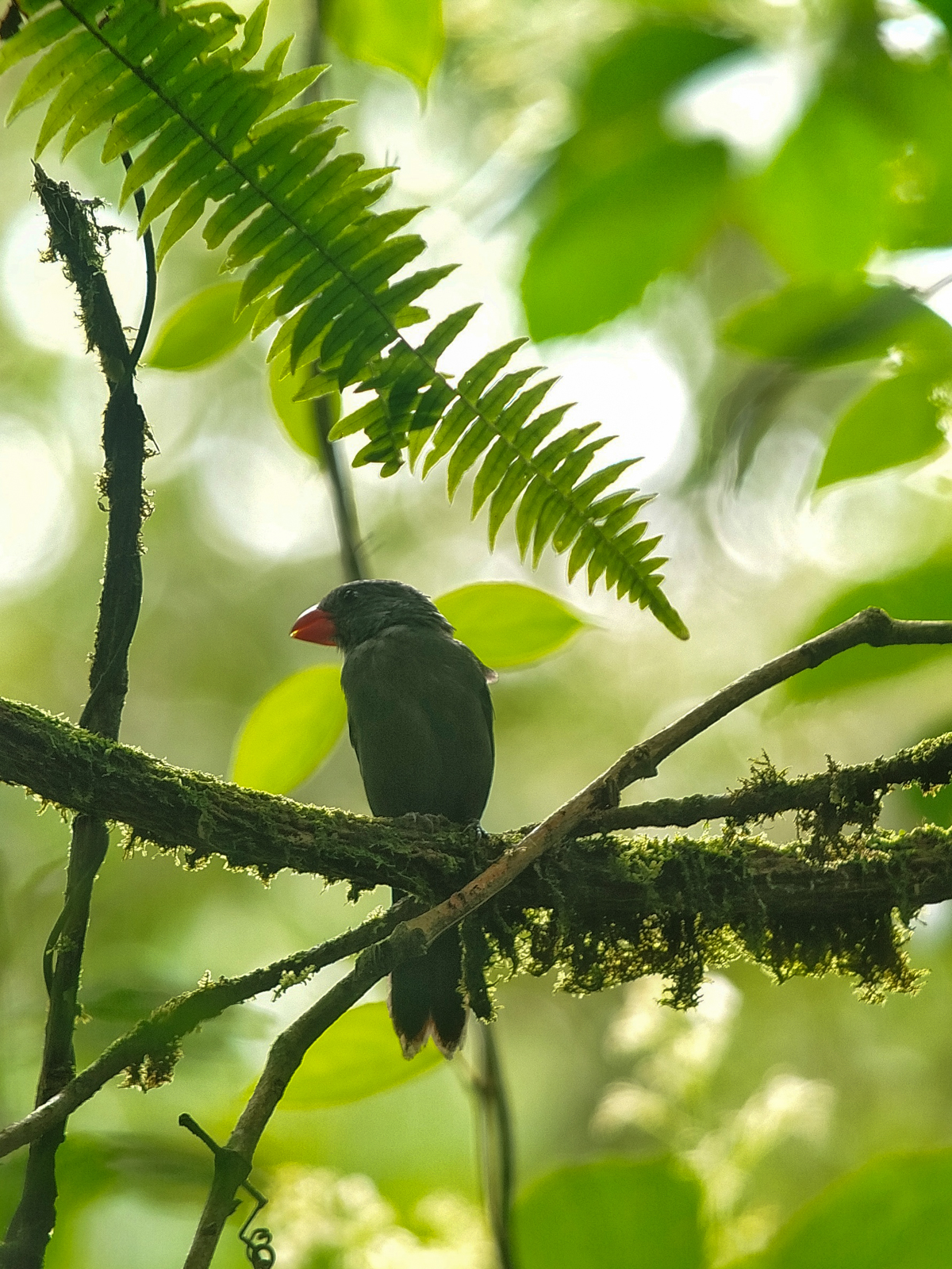 Slate-colored Grosbeak