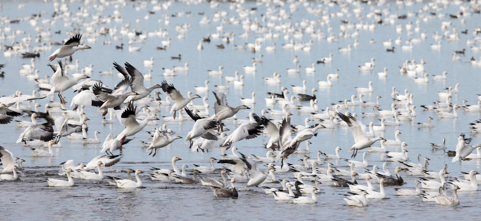 Snow and Ross's Geese