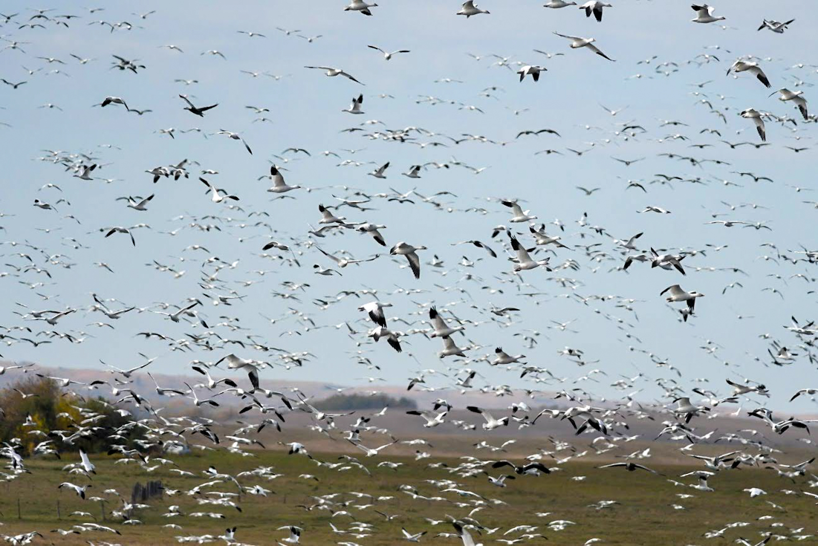Snow and Ross's Geese in flight
