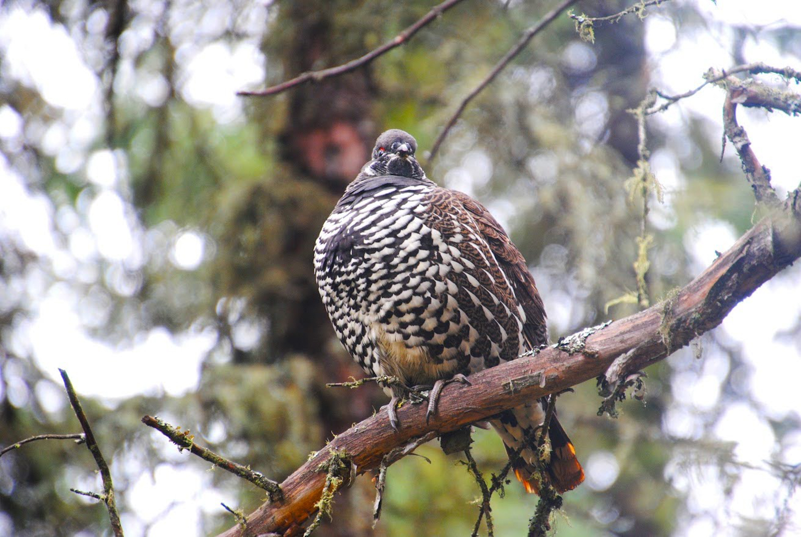 Spruce Grouse male