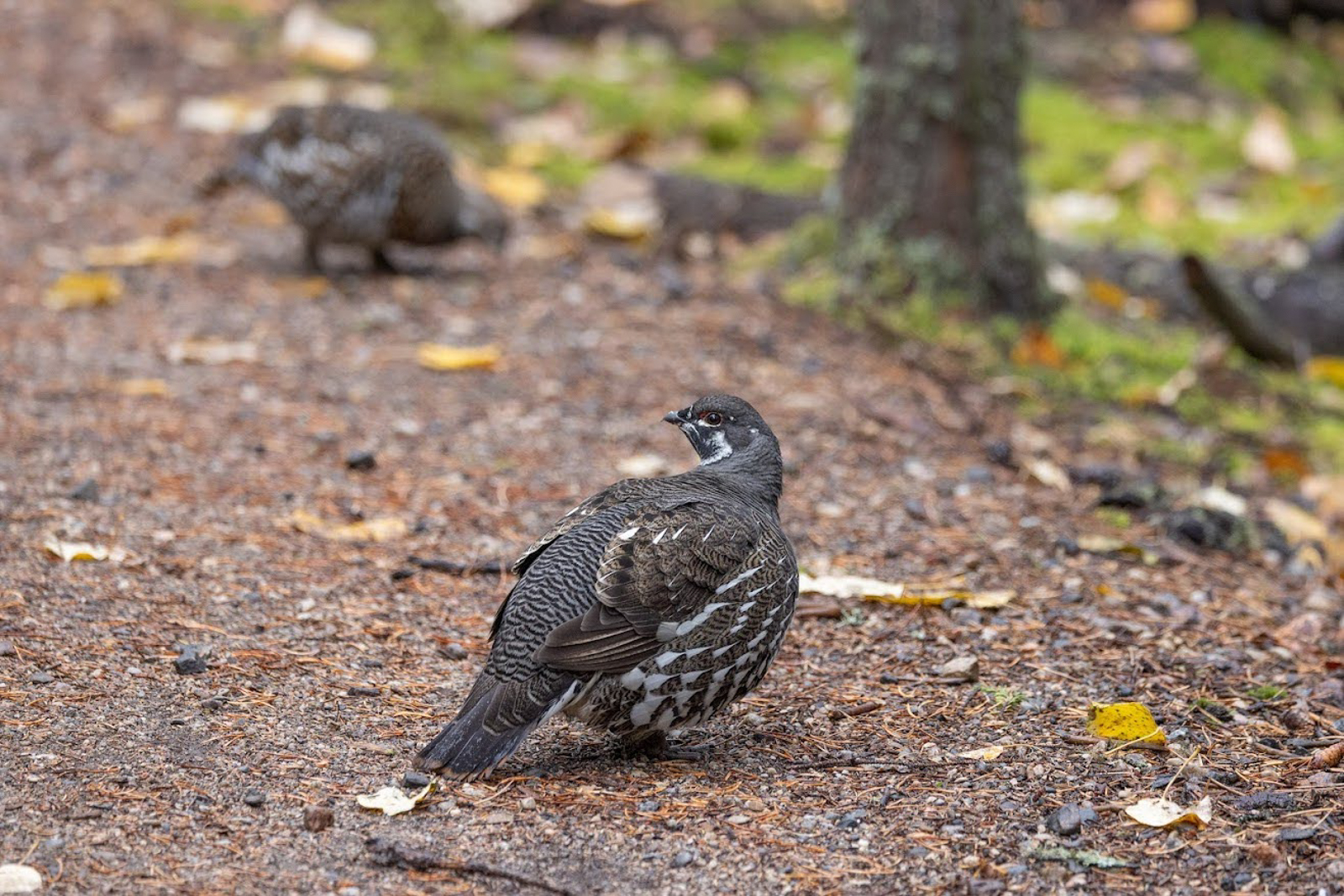 Spruce Grouse pair