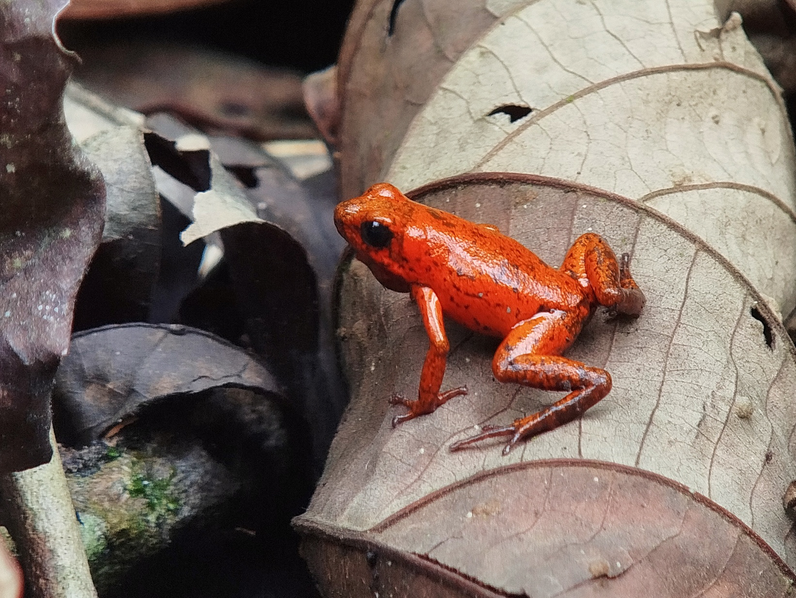 Strawberry Poison Frog