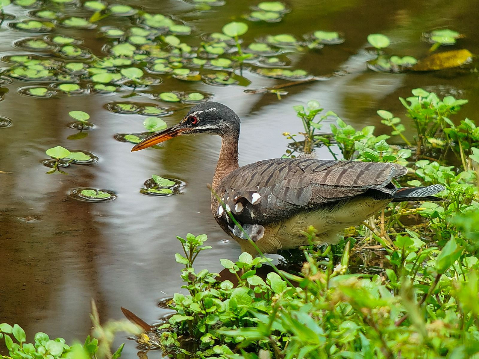 Sunbittern