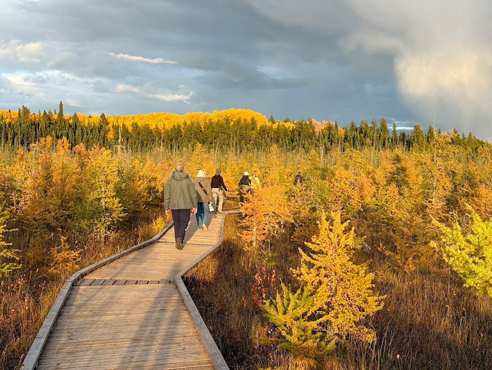 Tamarack Bog hike