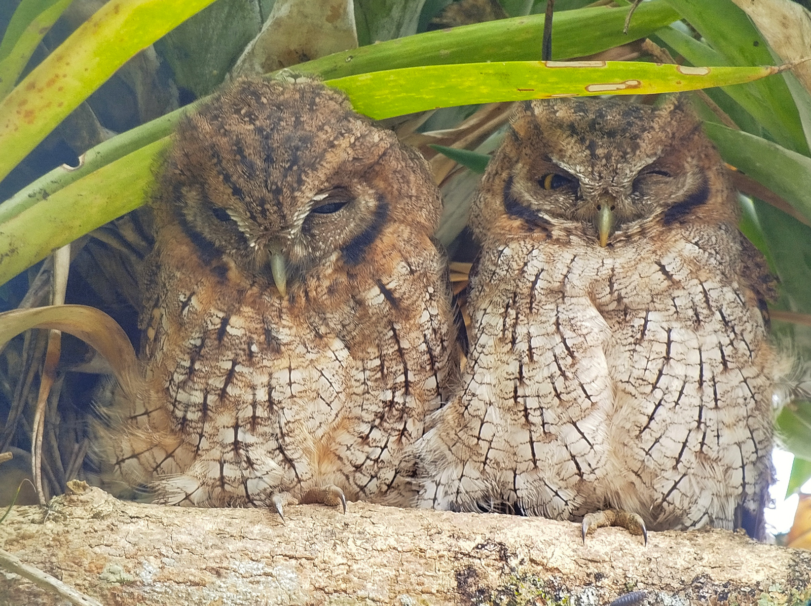 Tropical Screech-Owl