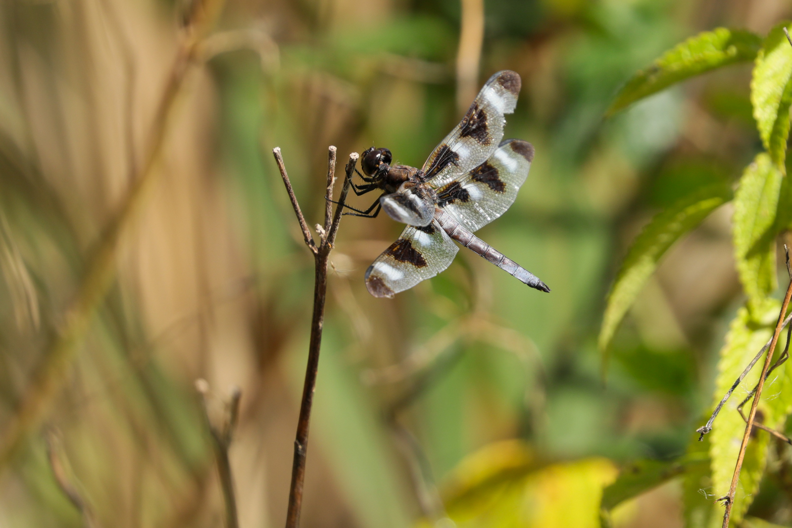 Twelve-spotted Skimmer