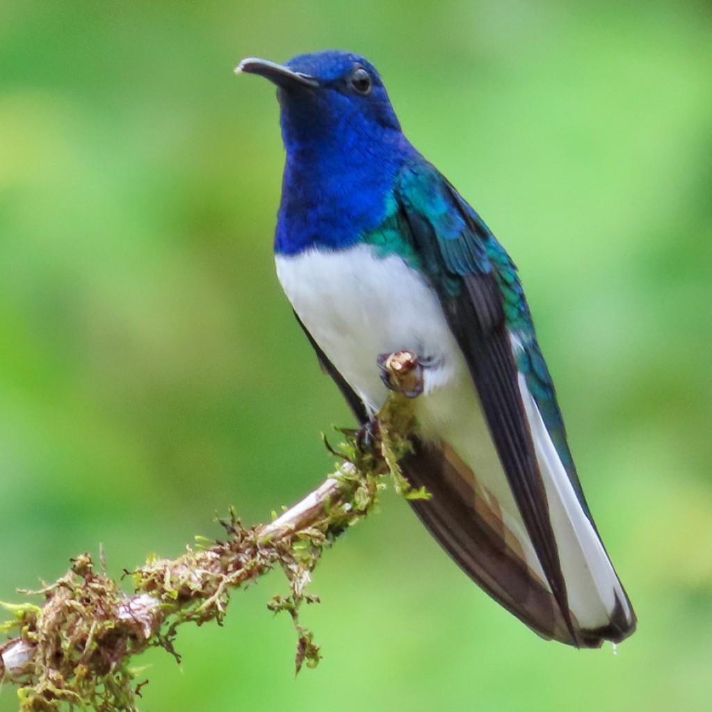 White-necked Jacobin