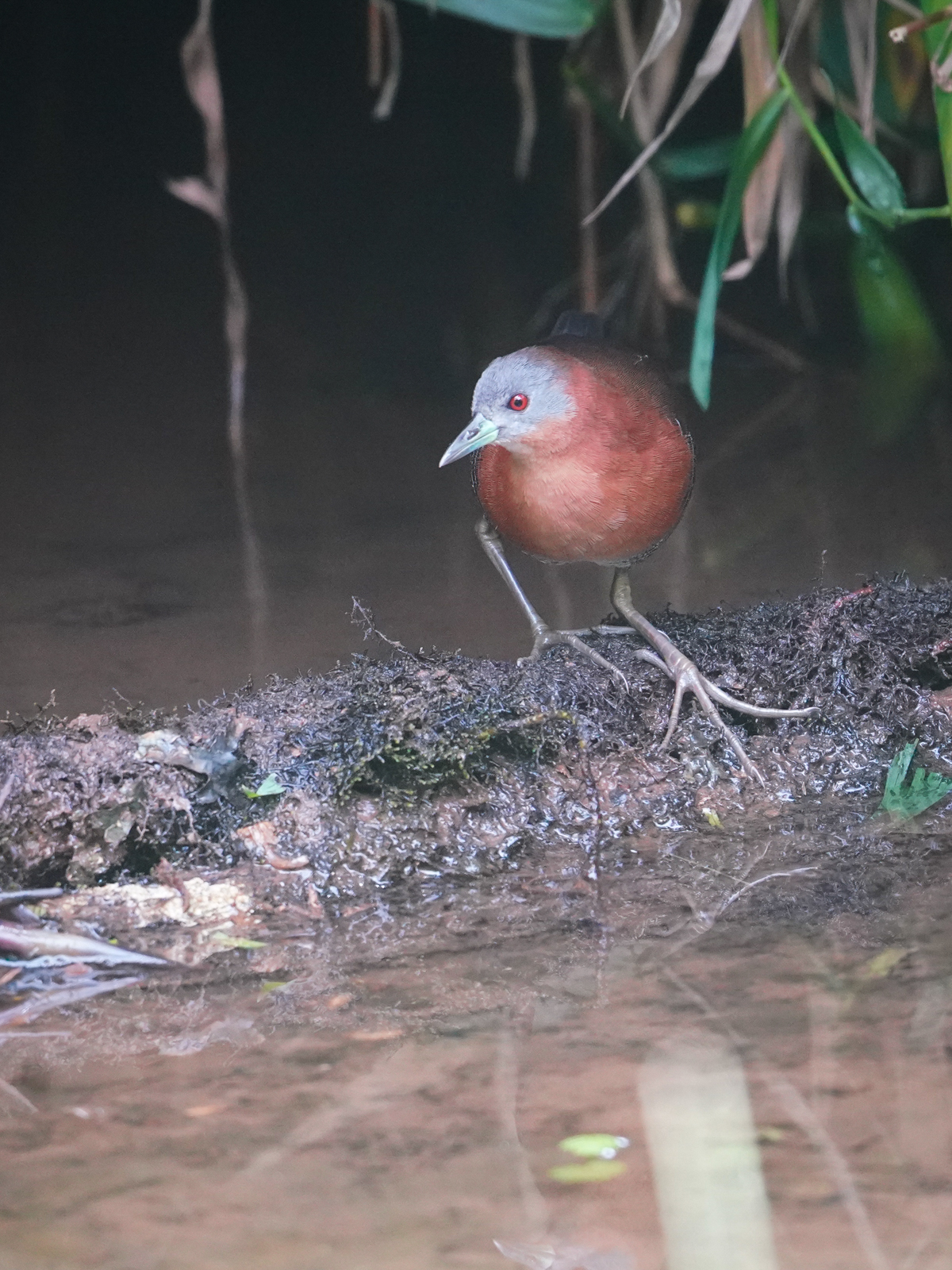 White-throated Crake