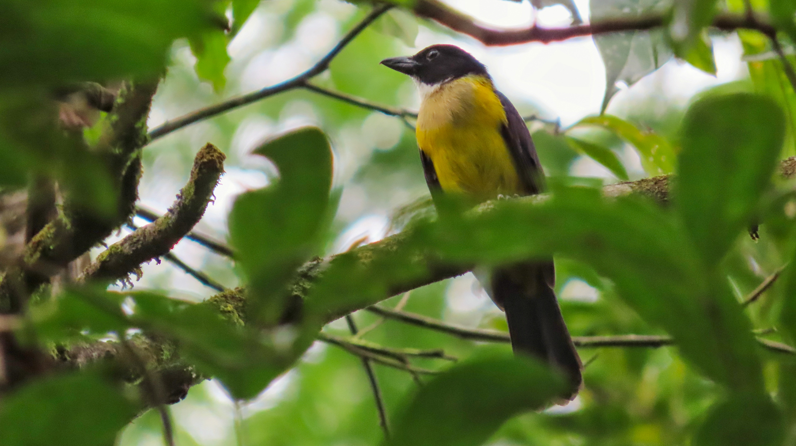 White-throated Shrike-Tanager