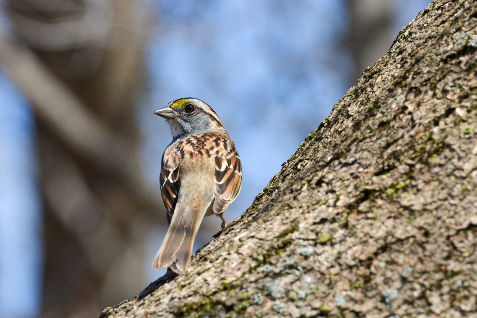 White-throated Sparrow