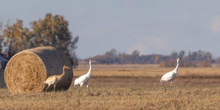 Saskatchewan Cranes & Geese Trip Report (Oct 1 - 6, 2025)