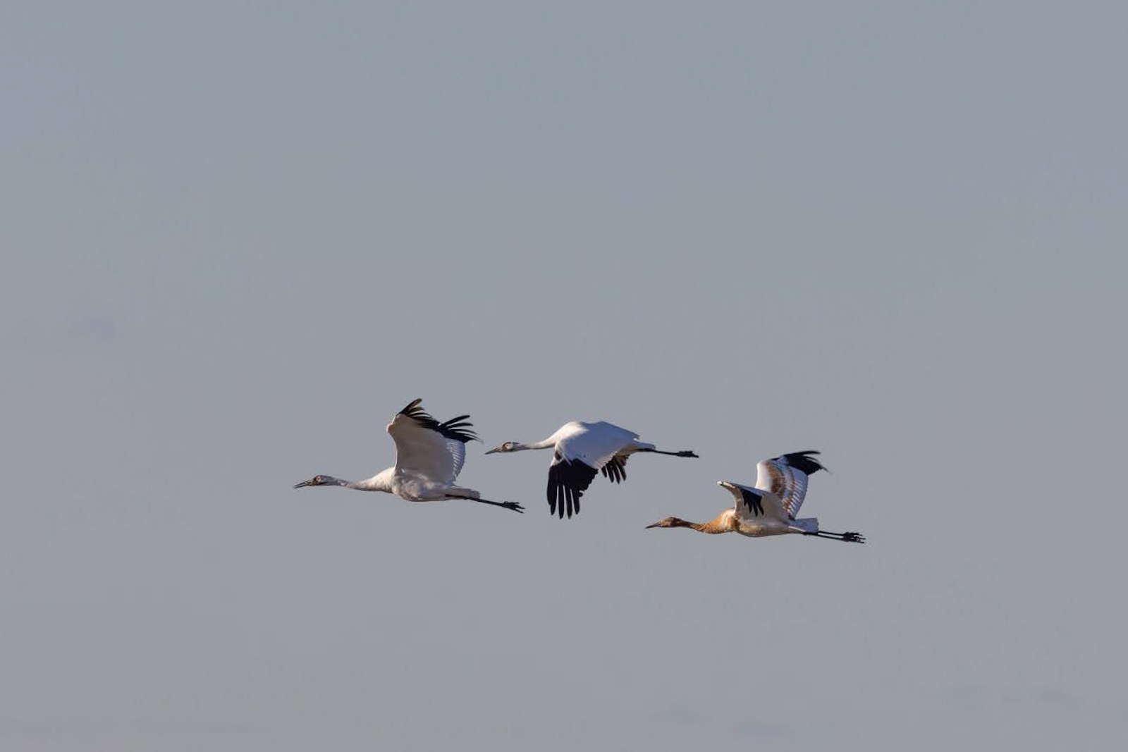 Whooping Cranes in flight