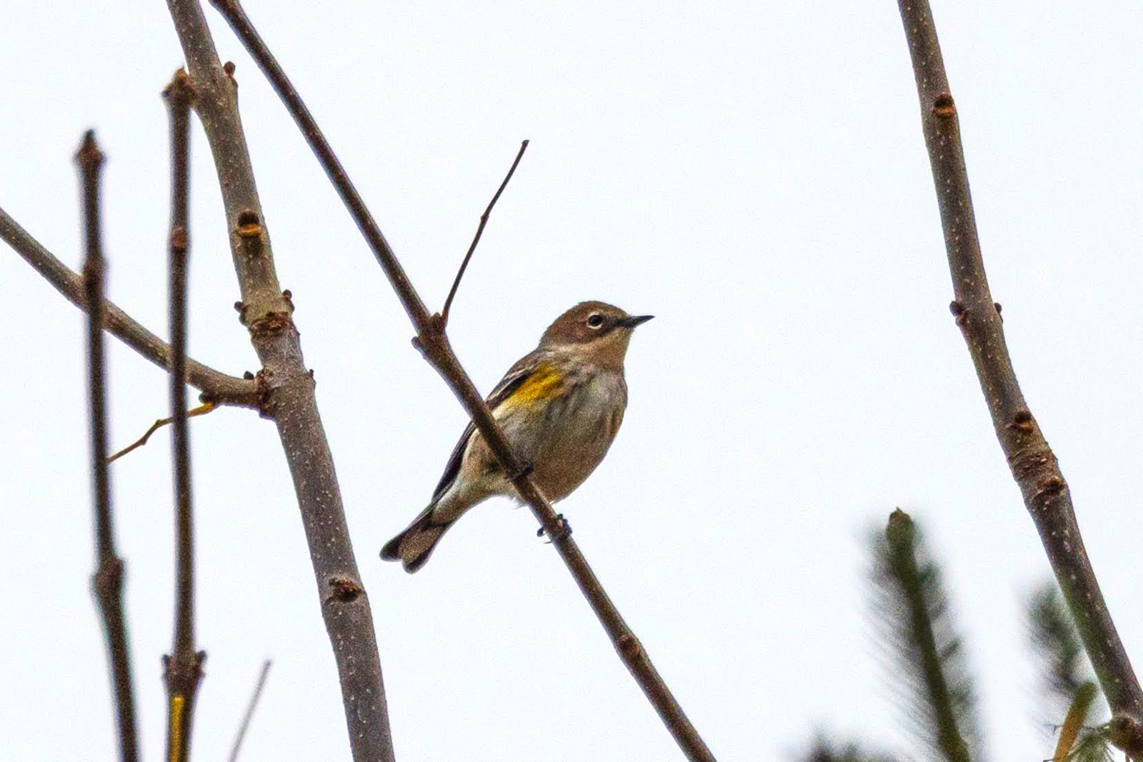 Yellow-rumped Warbler