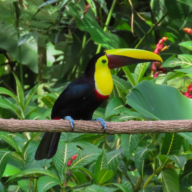 Yellow-throated Toucan