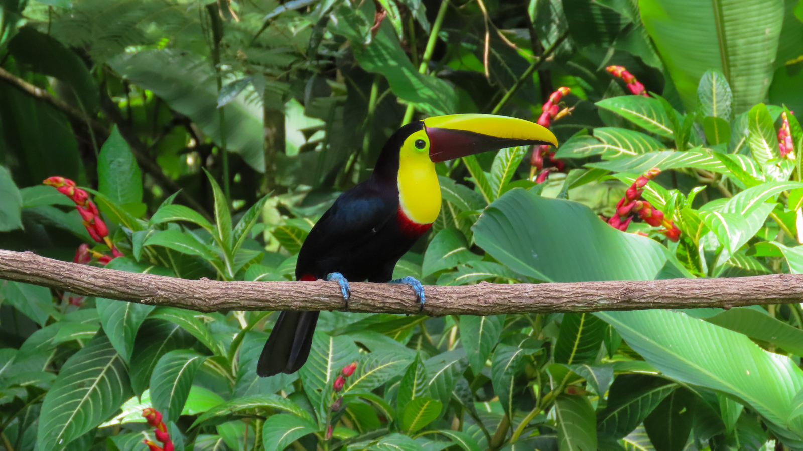Yellow-throated Toucan