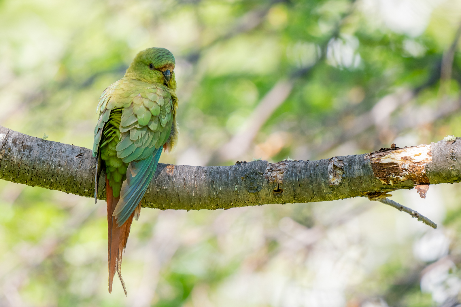 Austral Parakeet