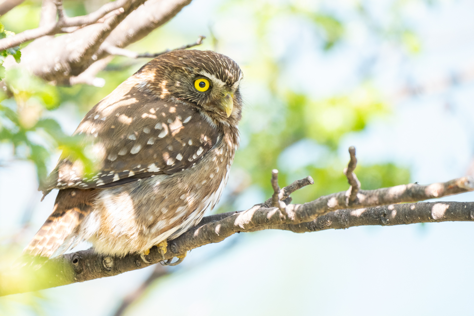 Austral Pygmy-Owl
