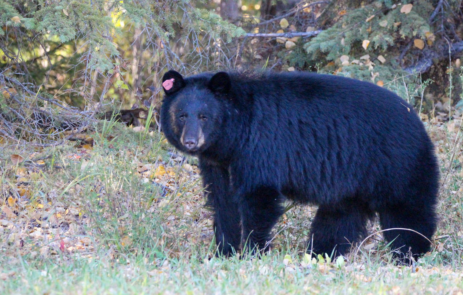 Black bear