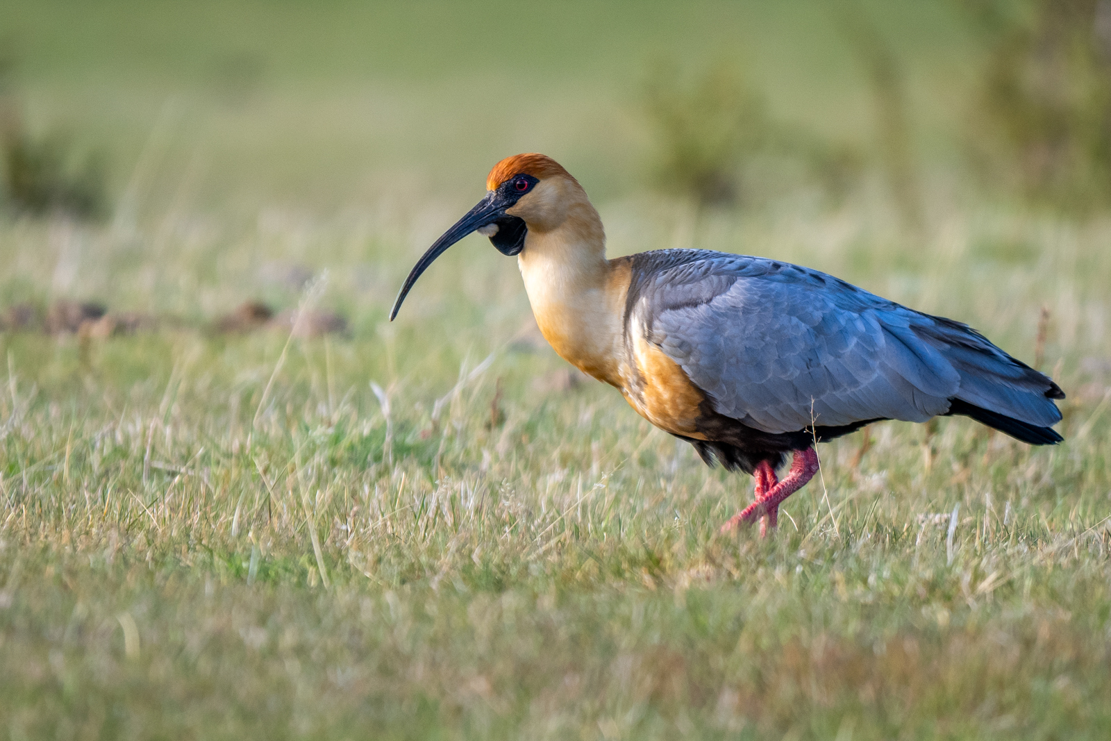 Black-faced Ibis