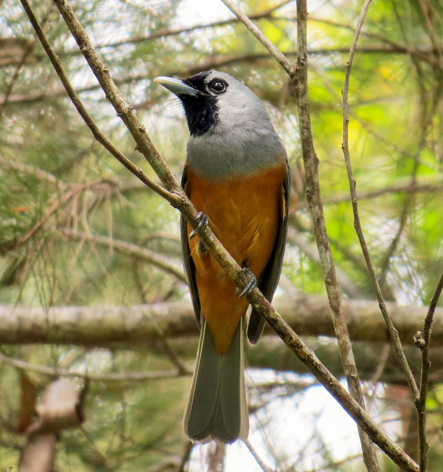 Black-faced Monarch